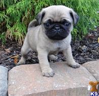 pug puppy posted by Jessica reynolds